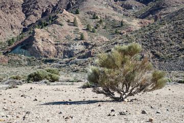 The National Park Vulcan El Teide on Tenerife island in the african part of Spain - Canary Islands. Blue sky above sea of sand and rocks. Mountain landscape.