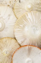 Mushroom Gills Macro Background