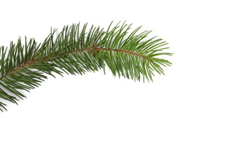 pine branch isolated on white background, top view