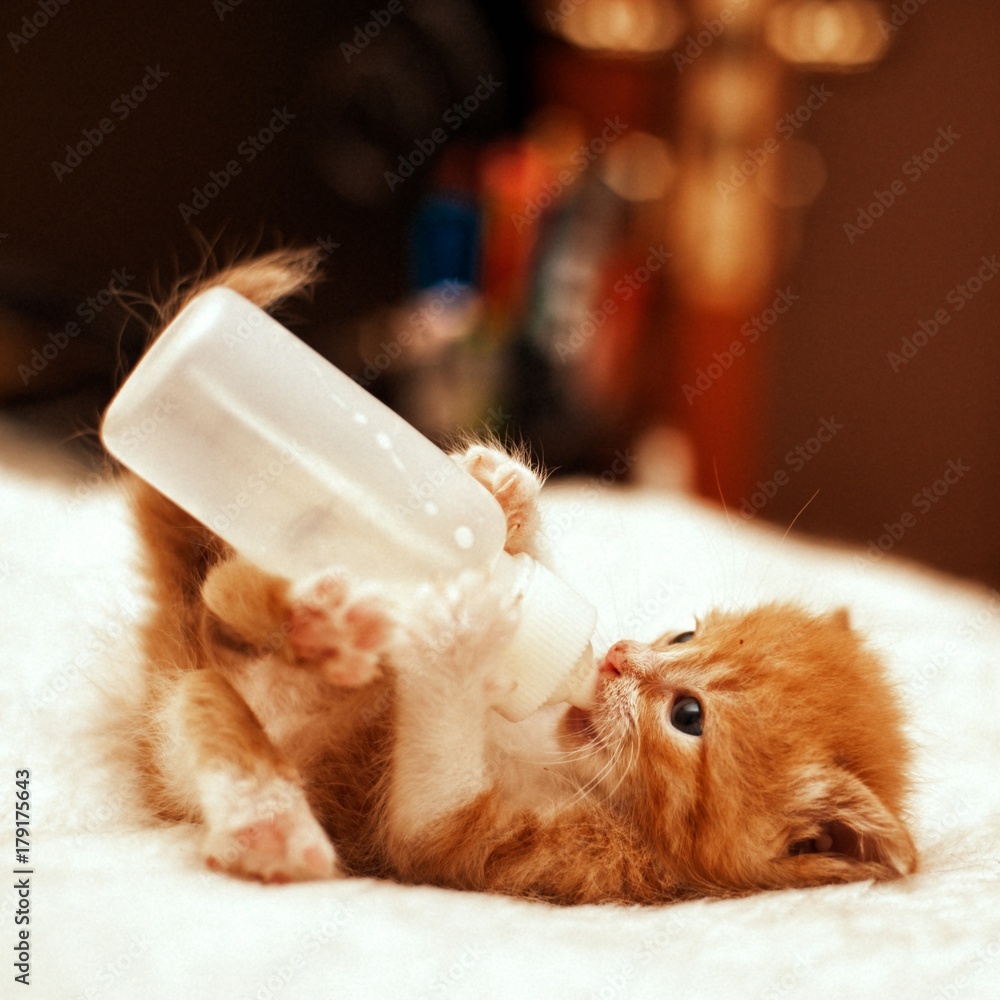 Cute young baby red kitten feeding from a bottle - obrazy, fototapety, plakaty 