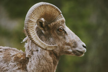 Bighorn Sheep Head