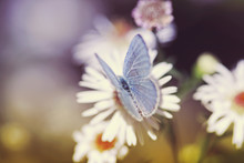 Common Blue (Polyommatus Icarus) Butterfly On White Aster Flowers In Sunset Light