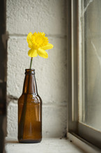 Spring Daffodil In A Beer Bottle On A Basement Windowsill