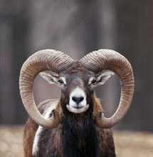 Mouflon Sheep Closeup Portrait