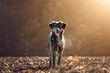 Australian Shepherd - Schäferhund Mix - Hübscher Hund auf einem Feld bei Sonnenuntergang