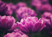 Vibrant Purple Tulip Garden
