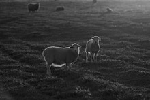Sheep Backlit By The Setting Sun