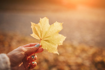 Bright Autumn Leaf