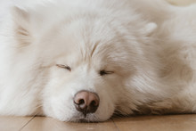 Fluffy White Dog