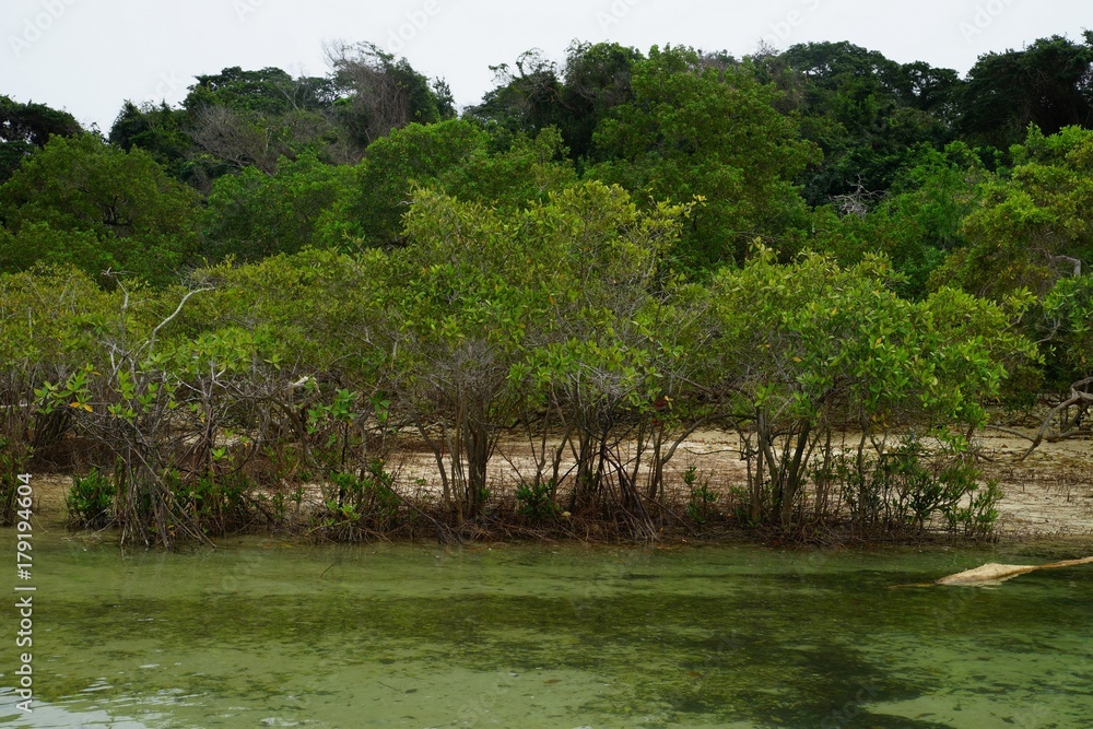 Saboga Rocks Foto de Stock Mangroves on the beach of Mogo Mogo island, Saboga ...