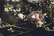 © Helen Rushbrook/Stocksy - Eggs in a nest in a blossom tree
