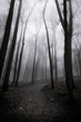© alan shapiro/Stocksy - Path in the woods