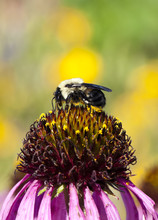 Pollen Covered Bumblebee On A Coneflower