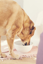 Yellow Labrador Retriever Dog Drinking Water From A Feeding Dish