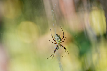 Wasp spider Argiope bruennichi
