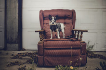 Small Black And White Terrier Dog In A Coat Stands On Vintage Chair In Alley
