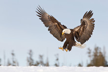 Bald Eagle Landing In The Snow With Wings Spread In Alaska