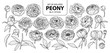 Set of isolated peony in 21 styles. Cute hand drawn flower vector illustration in black outline and white plane.