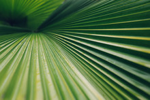 Tropical Green Leaf Texture