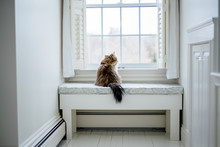 Persian Cat Looks Out The Window