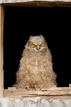 Young Horned Owl Sits In Barn Window Watching