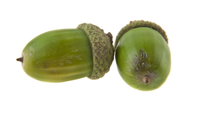 Sticker - acorns isolated on white background closeup