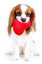 Dog With Heart. Cavalier King Charles Spaniel Valentine S Day Illustration. Plush Red Heart With Spaniel Puppy. Happy Valentine's Day Valentines Day Dog Concept. Blenheim Cavalier Puppy In Studio