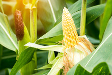 Yellow Cob Of Sweet Corn On The Field. Collect Corn Crop.