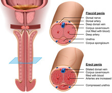 Anatomy, Cross Section Penis, 3d Vector Illustration