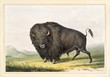 old illustration of a full body buffalo bull looking threatening to the viewer. By G. Catlin, publ. on Catlin's North American Indian Portfolio, Ackerman, New York, 1845