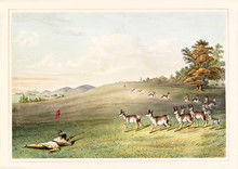 Native Indian Hunter Shoots To An Antelope With A Gun. He's Hiding In The Grass. Old Watercolor Illustration By G. Catlin, Catlin's North American Indian Portfolio, Ackerman, New York, 1845