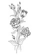 Eustoma (tripped flowers and buds) on thin stems. Vector illustration.