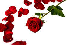 One Red Rose Around Her Red Petals On A White Background
