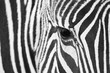 Close-up of the eye of a zebra with hair detail and patterns in black and white 