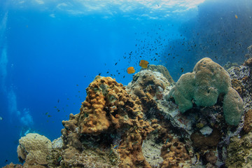 Wall Mural - underwater background with coral reef
