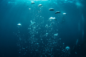 Wall Mural - underwater shot of blue ocean water, air bubbles closeup, sunbeams on water surface, some scubadiver