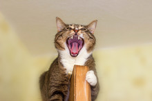 Yawning Cat Whist On The Door