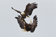 © Clemens Vanderwerf - Bald eagles battling and fighting in the air in king fu style in Alaska