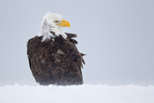 Bald Eagle Weathering A Snow Storm In Alaska