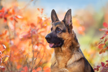 German Shepherd Dog Close Up Portrait In Fall Park