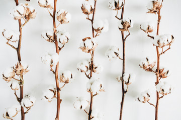 Wall Mural - Cotton branches collection on white background. Flat lay, top view.