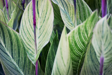 Wall Mural - close up of leaf vein pattern on green plants in garden