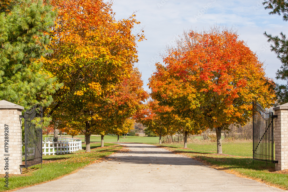 Wisconsin Maple Trees Orange sugar maple trees line a paved driveway on a Wisconsin farm in ...