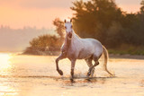 Fototapeta Konie - White horse runs through the water with spray at orange sunrise