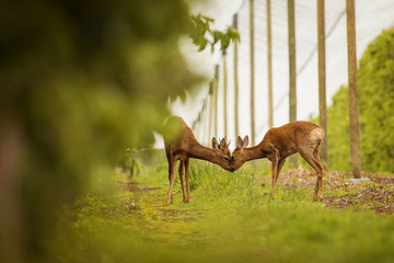 Wall Mural - deer kissing