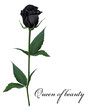 Realistic black rose, Queen of beauty