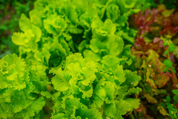 Freshly salad in the hands of the farmer, picking fresh salad from vegetable garden