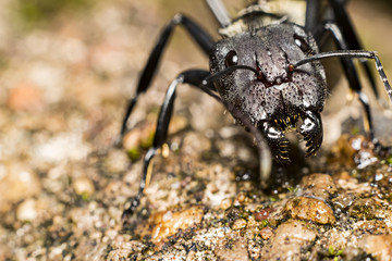 macro photo of the head of a golden ant