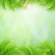 © Akura Yochi - Misty morning in the tropical forest, Abstract palm leaves and natural backgrounds.