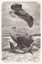 Vintage Engraved Illustration - Scavenger Eagles On Beach